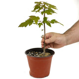 Red Maple D468