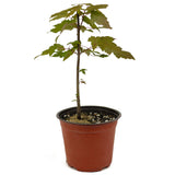 Red Maple D468