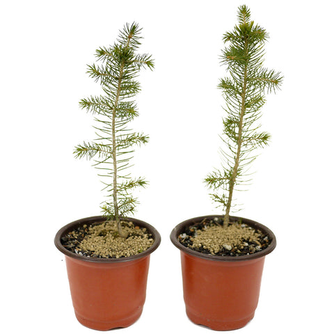 Two Norway Spruce D469