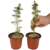 Two Norway Spruce D469