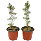 Two Norway Spruce D469