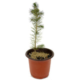 Colorado Blue Spruce D470