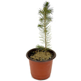 Colorado Blue Spruce D470