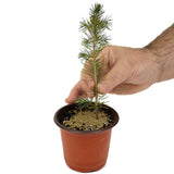 Colorado Blue Spruce D470