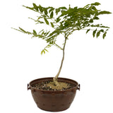 Japanese Wisteria in Tie Pot D471