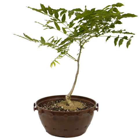 Japanese Wisteria in Tie Pot D471