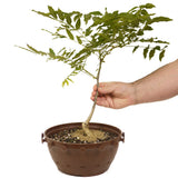 Japanese Wisteria in Tie Pot D471