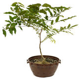 Japanese Wisteria in Tie Pot D471