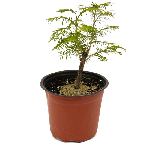 Dawn Redwood D473