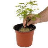 Dawn Redwood D473