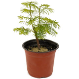 Dawn Redwood D473