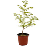 Dawn Redwood D474