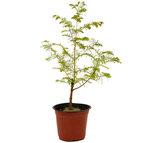 Dawn Redwood D474