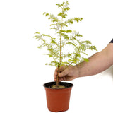 Dawn Redwood D474