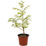 Dawn Redwood D474