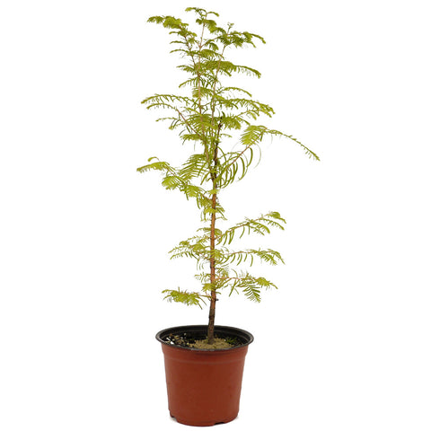 Dawn Redwood D475