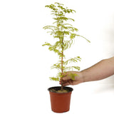 Dawn Redwood D475