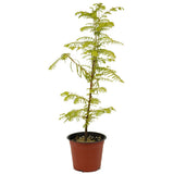 Dawn Redwood D475