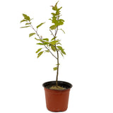 Zumi Crabapple D476