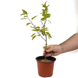 Zumi Crabapple D476
