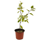 Zumi Crabapple D476