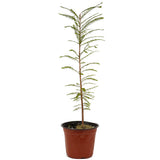 Bald Cypress - D477