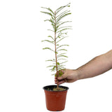 Bald Cypress - D477