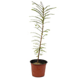 Bald Cypress - D477