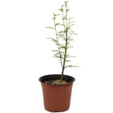 Bald Cypress - D478