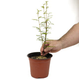 Bald Cypress - D478