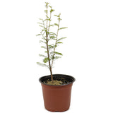 Bald Cypress - D478