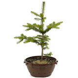 Fraser Fir in Tie Pot D479