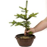 Fraser Fir in Tie Pot D479