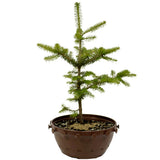 Fraser Fir in Tie Pot D479