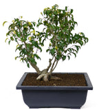 Ficus Too Little Bonsai  D48