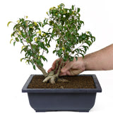 Ficus Too Little Bonsai  D48