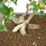 Ficus Too Little Bonsai  D48