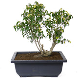 Ficus Too Little Bonsai  D48