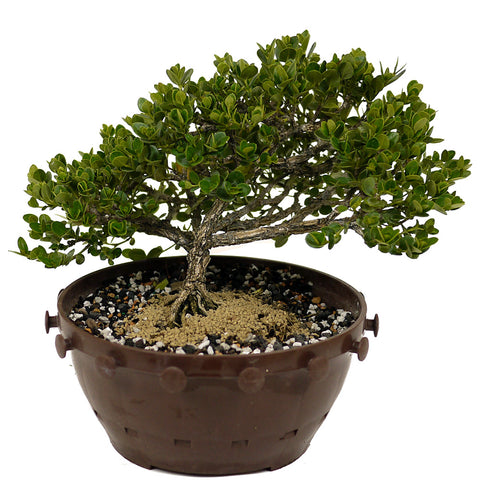 Dwarf Natal Plum in Tie Pot D480