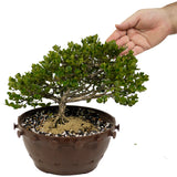 Dwarf Natal Plum in Tie Pot D480