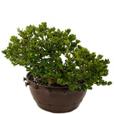 Dwarf Natal Plum in Tie Pot D480