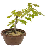 Red Maple in Tie Pot D481