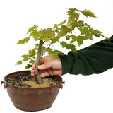 Red Maple in Tie Pot D481