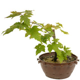 Red Maple in Tie Pot D481