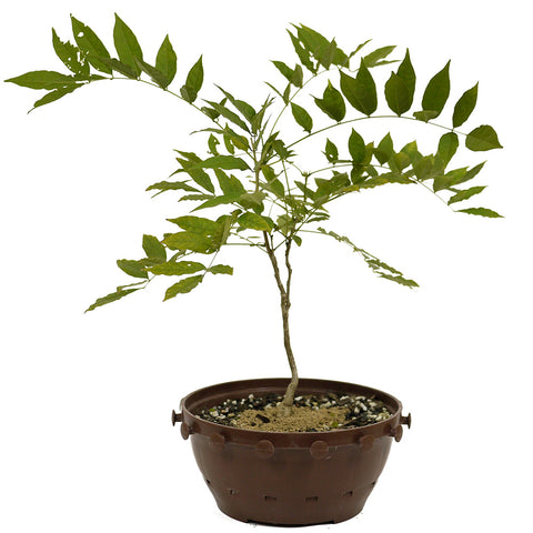 Japanese Wisteria in Tie Pot D482