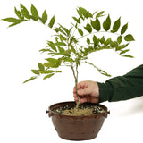 Japanese Wisteria in Tie Pot D482