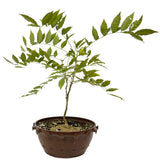 Japanese Wisteria in Tie Pot D482