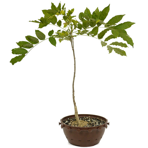 Japanese Wisteria in Tie Pot D483