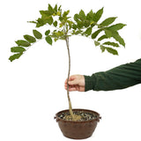 Japanese Wisteria in Tie Pot D483