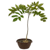 Japanese Wisteria in Tie Pot D483